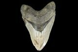 Fossil Megalodon Tooth - + Foot Prehistoric Shark #114404-1